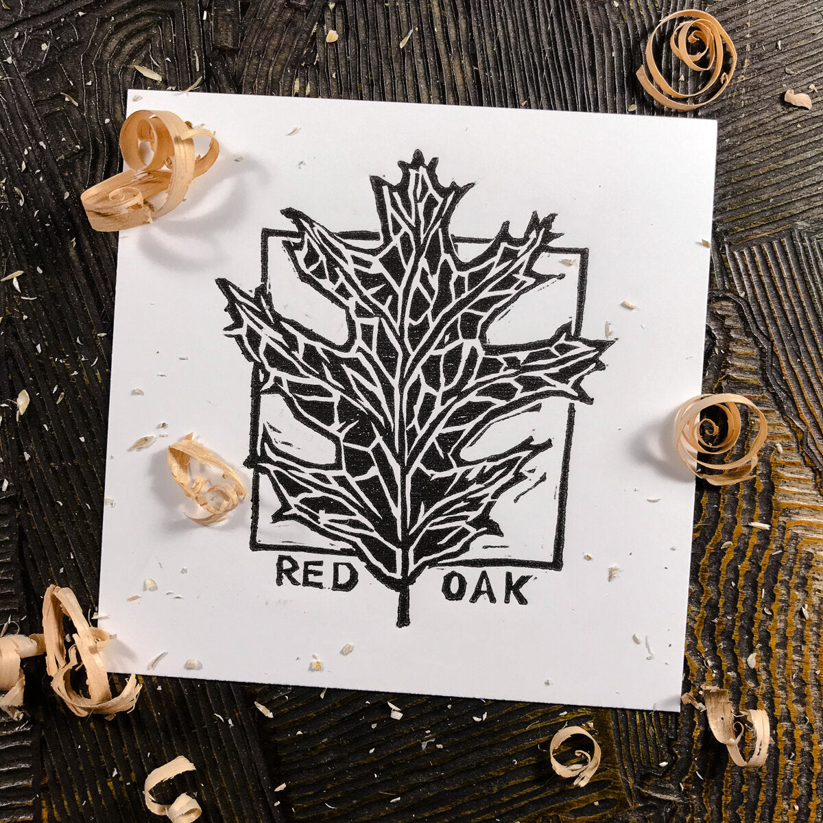 4x4 woodcut 
print of a red oak leaf